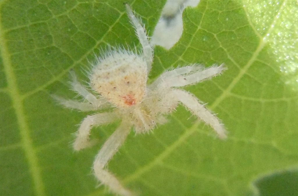 Giovane Heriaeus sp. - Reggia di Caserta (CE)